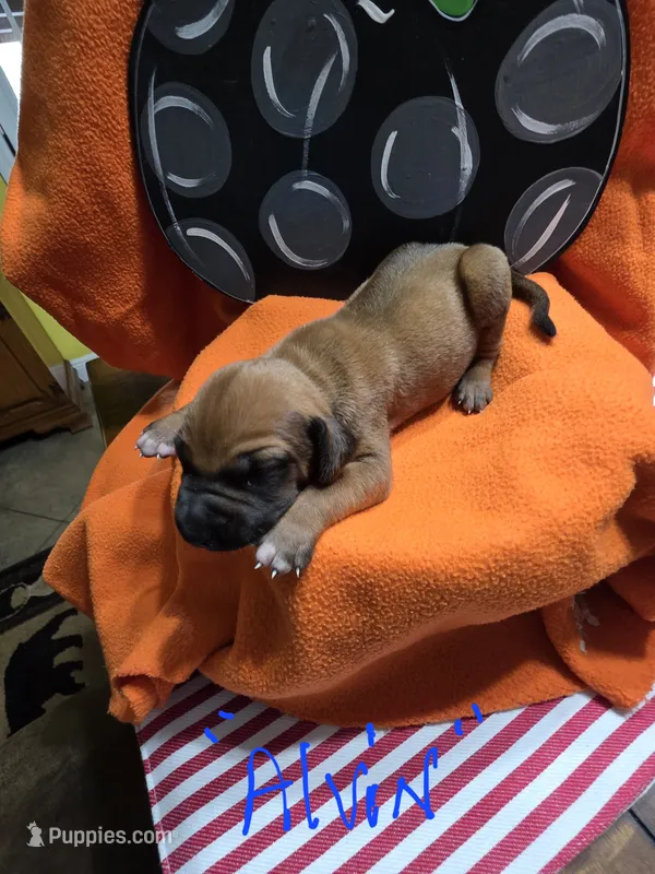 "Alvin" – Rhodesian Ridgeback puppy for sale in Childersburg, AL