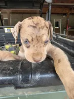 Male three , a male Catahoula Leopard Dog for sale in Childersburg, AL – Photo 2 of 2