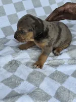 Loretta five, a male Catahoula Leopard Dog for sale in Childersburg, AL – 2 of 4