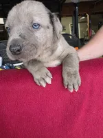 Tank, a male Catahoula Leopard Dog for sale in Childersburg, AL – 3 of 9