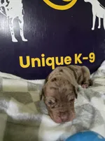 Male three , a male Catahoula Leopard Dog for sale in Childersburg, AL – Photo 3 of 4