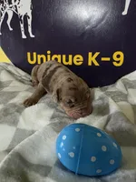 Male three , a male Catahoula Leopard Dog for sale in Childersburg, AL – Photo 2 of 4