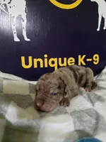 Male three , a male Catahoula Leopard Dog for sale in Childersburg, AL – Photo 4 of 4