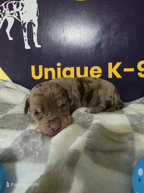 Male three  – Catahoula Leopard Dog puppy for sale in Childersburg, AL