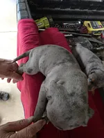 Tank, a male Catahoula Leopard Dog for sale in Childersburg, AL – 9 of 9
