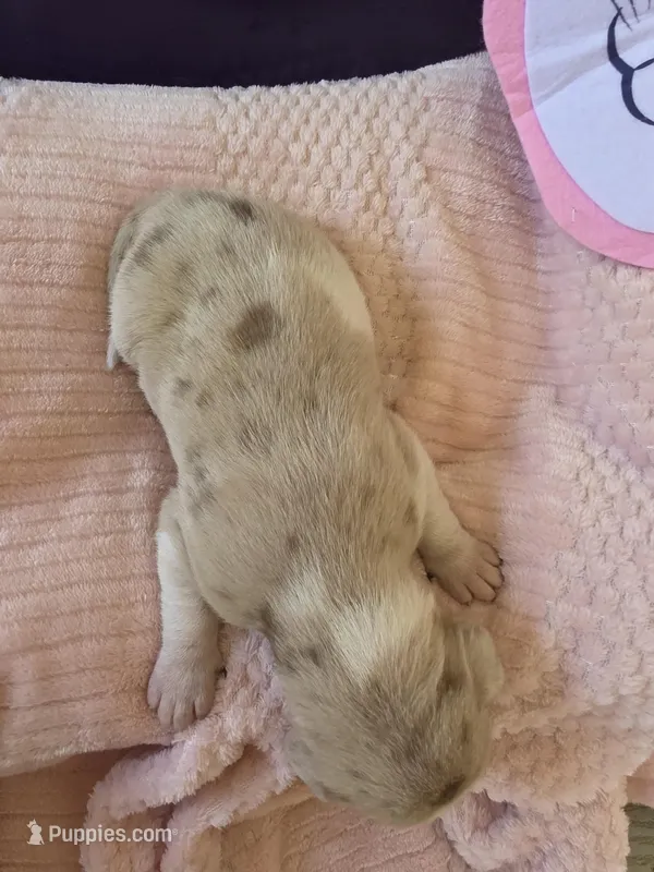 Female four Wilma  – Catahoula Leopard Dog puppy for sale in Childersburg, AL