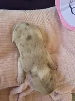 Female four Wilma , a female Catahoula Leopard Dog for sale in Childersburg, AL – Photo 1 of 4