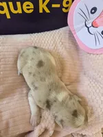 Female four Wilma , a female Catahoula Leopard Dog for sale in Childersburg, AL – Photo 4 of 4