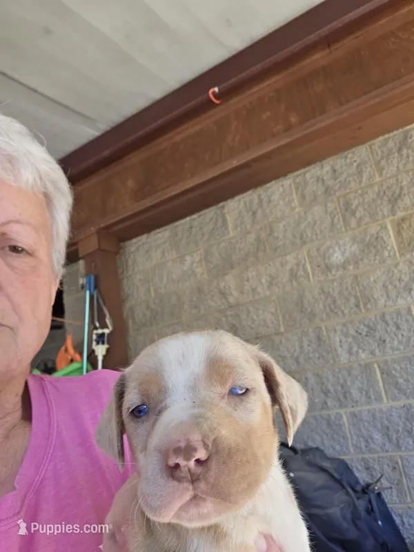 Female four Wilma  – Catahoula Leopard Dog puppy for sale in Childersburg, AL