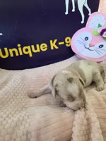 Female four Wilma , a female Catahoula Leopard Dog for sale in Childersburg, AL – Photo 2 of 4