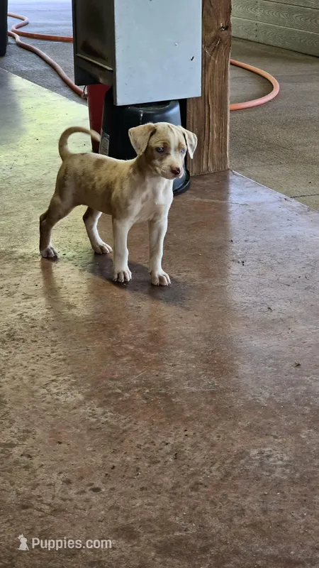 Female four Wilma  – Catahoula Leopard Dog puppy for sale in Childersburg, AL