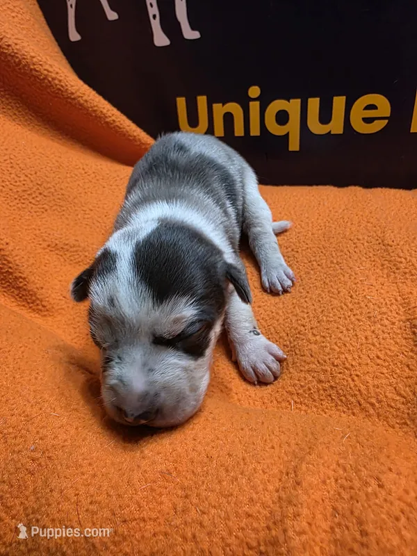 Female seven Lucille  – Catahoula Leopard Dog puppy for sale in Childersburg, AL