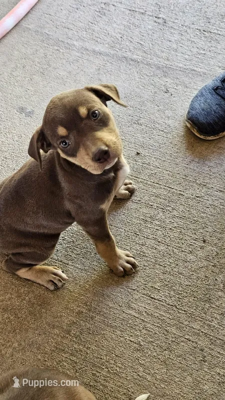 Female five Wilma  – Catahoula Leopard Dog puppy for sale in Childersburg, AL