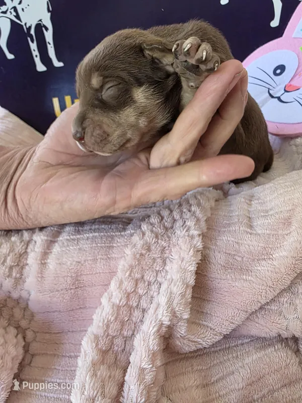 Female five Wilma  – Catahoula Leopard Dog puppy for sale in Childersburg, AL