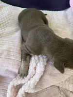 Female five Wilma , a female Catahoula Leopard Dog for sale in Childersburg, AL – Photo 3 of 3