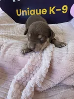 Female five Wilma , a female Catahoula Leopard Dog for sale in Childersburg, AL – Photo 2 of 3