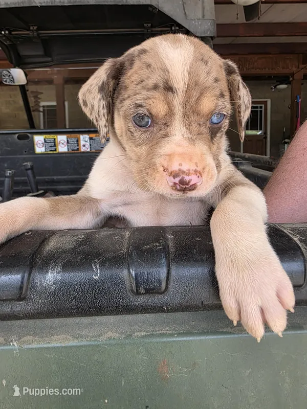 Male two – Catahoula Leopard Dog puppy for sale in Childersburg, AL