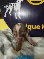 Male two, a male Catahoula Leopard Dog for sale in Childersburg, AL – Photo 4 of 4