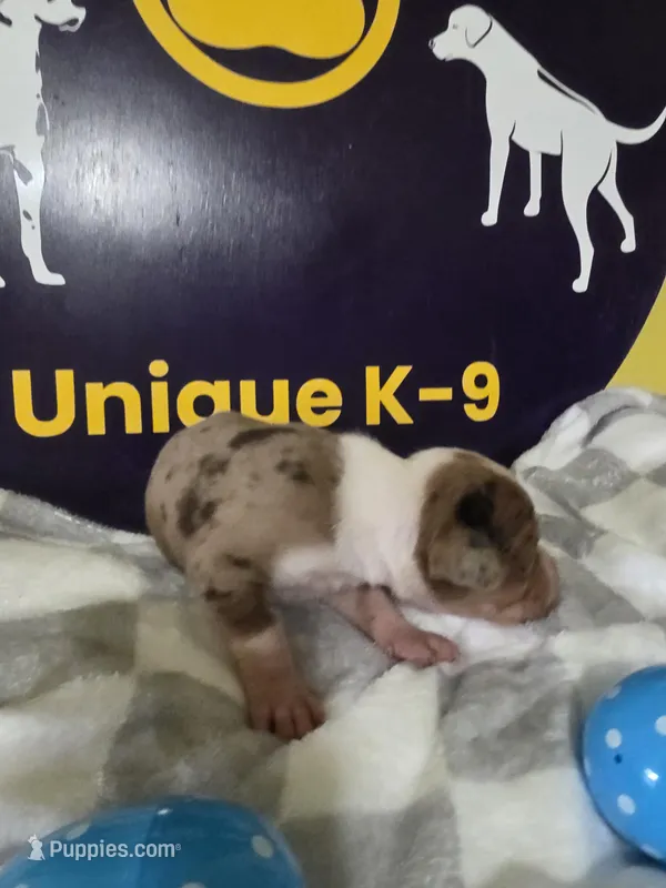 Male two – Catahoula Leopard Dog puppy for sale in Childersburg, AL