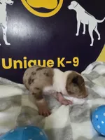 Male two, a male Catahoula Leopard Dog for sale in Childersburg, AL – Photo 1 of 4