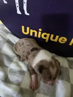 Male two, a male Catahoula Leopard Dog for sale in Childersburg, AL – Photo 2 of 4