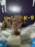 Male one, a male Catahoula Leopard Dog for sale in Childersburg, AL – Photo 3 of 4