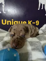 Male one, a male Catahoula Leopard Dog for sale in Childersburg, AL – Photo 2 of 4