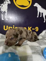 Male one, a male Catahoula Leopard Dog for sale in Childersburg, AL – Photo 4 of 4