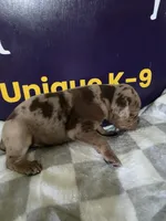 Male one, a male Catahoula Leopard Dog for sale in Childersburg, AL – Photo 1 of 4