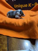 Female seven Lucille , a female Catahoula Leopard Dog for sale in Childersburg, AL – 4 of 5