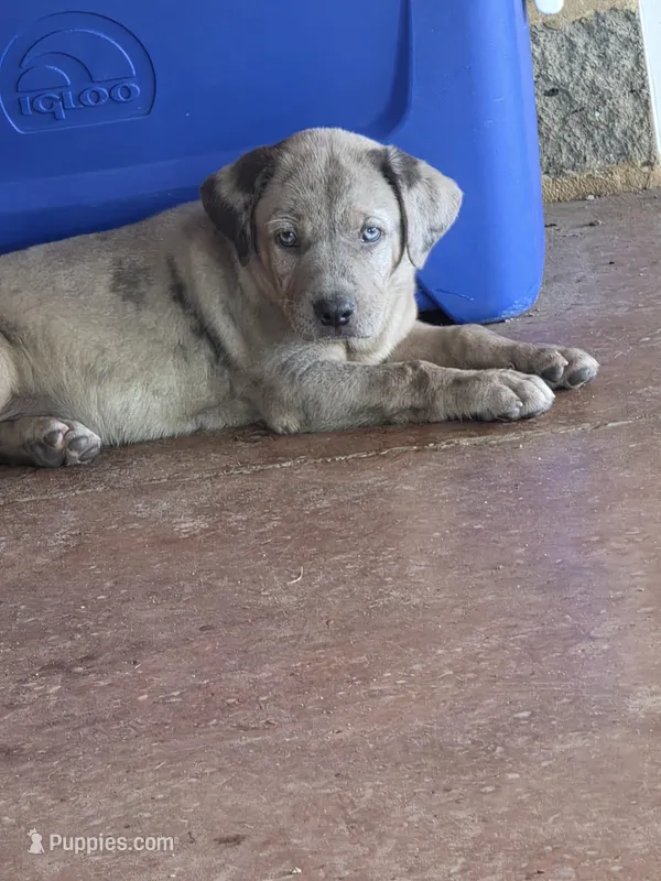 Tank – Catahoula Leopard Dog puppy for sale in Childersburg, AL