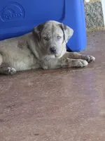 Tank, a male Catahoula Leopard Dog for sale in Childersburg, AL – 1 of 9