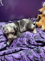 Female five Lucille , a female Catahoula Leopard Dog for sale in Childersburg, AL – 4 of 4
