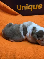 Female five Lucille , a female Catahoula Leopard Dog for sale in Childersburg, AL – 2 of 4