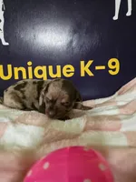 Female three , a female Catahoula Leopard Dog for sale in Childersburg, AL – Photo 4 of 4