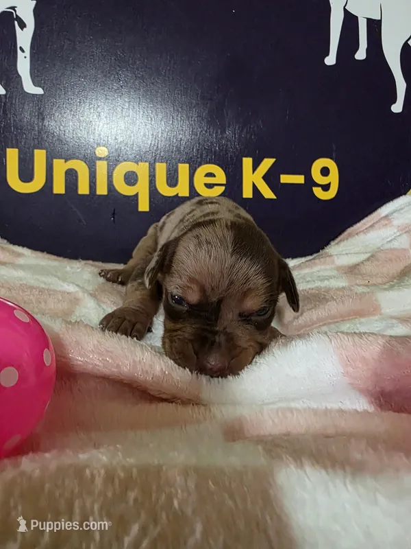 Female three  – Catahoula Leopard Dog puppy for sale in Childersburg, AL