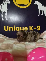 Female three , a female Catahoula Leopard Dog for sale in Childersburg, AL – Photo 3 of 4