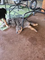 Rip, a male Catahoula Leopard Dog for sale in Childersburg, AL – 3 of 9
