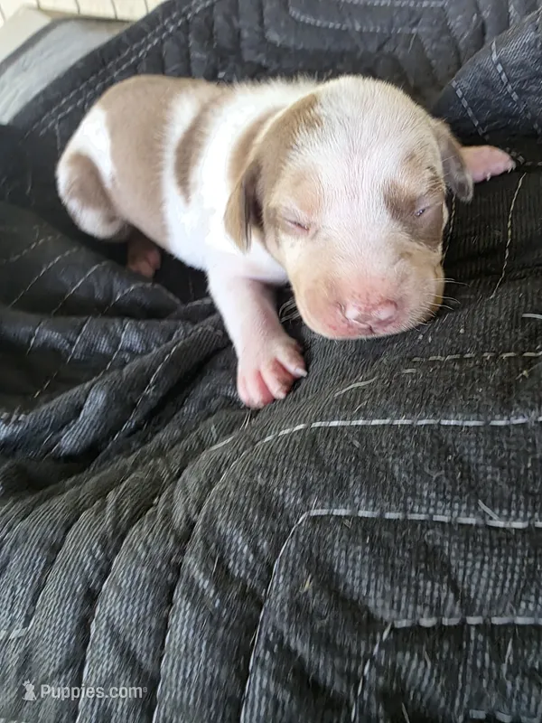 Female five Lucille  – Catahoula Leopard Dog puppy for sale in Childersburg, AL