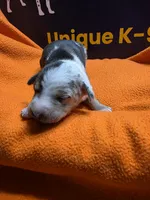 Male two Lucille , a male Catahoula Leopard Dog for sale in Childersburg, AL – 4 of 4