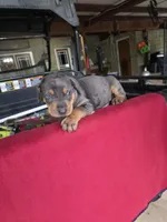 Rip, a male Catahoula Leopard Dog for sale in Childersburg, AL – 4 of 9