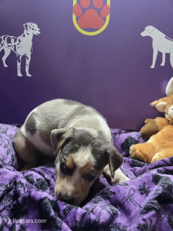 Female 8 Lucille  – Catahoula Leopard Dog puppy for sale in Childersburg, AL