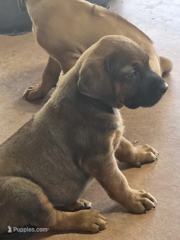 "Theodore " – Rhodesian Ridgeback puppy for sale in Childersburg, AL