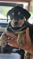 Maggie three, a male Catahoula Leopard Dog for sale in Childersburg, AL – 1 of 3