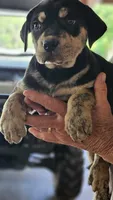 Maggie three, a male Catahoula Leopard Dog for sale in Childersburg, AL – 3 of 3