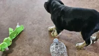 Maggie three, a male Catahoula Leopard Dog for sale in Childersburg, AL – 2 of 3