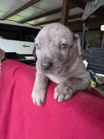 Tank, a male Catahoula Leopard Dog for sale in Childersburg, AL – 6 of 9