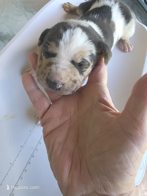Male three Lucille  – Catahoula Leopard Dog puppy for sale in Childersburg, AL