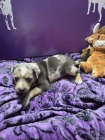 Female five Lucille , a female Catahoula Leopard Dog for sale in Childersburg, AL – 2 of 4