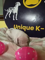 Female two , a female Catahoula Leopard Dog for sale in Childersburg, AL – Photo 2 of 4